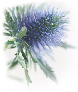 the Thistle has special meaning for me so I chose it for my logo